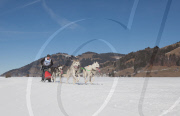 2011-02-06: 28. Internationales Schlittenhunderennen in Student (Schweiz). Gery Pollenus (Startnummer 47) mit seinem Gespann (Siberian Huskies). Er erreichte den 12. Rang in der Kategorie C1. 