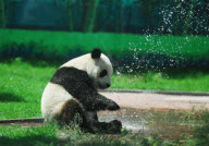 #CHINA-SHANDONG-YANTAI-PANDA (CN)