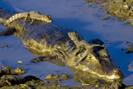 Joanne Williams wildlife images - 2011