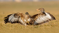 Quail perches on a buzzard's wing, Lake Como, Italy - 12 Feb 2011