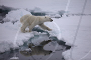 Polar bear on Labador sea ice