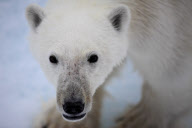 Polar bear on Labador sea ice