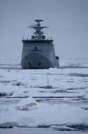Polar bear on Labador sea ice