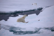 Polar bear on Labador sea ice