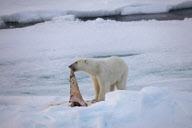 Polar bear on Labador sea ice
