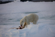 Polar bear on Labador sea ice