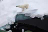 Polar bear on Labador sea ice