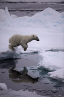 Polar bear on Labador sea ice