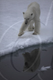 Polar bear on Labador sea ice