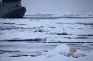 Polar bear on Labador sea ice