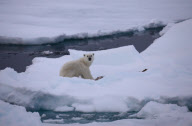 Polar bear on Labador sea ice