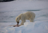 Polar bear on Labador sea ice