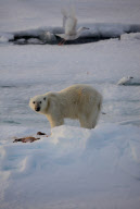 Polar bear on Labador sea ice