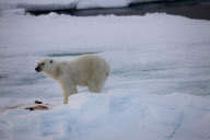 Polar bear on Labador sea ice