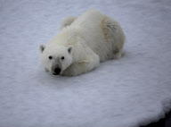 Polar bear on Labador sea ice
