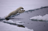 Polar bear on Labador sea ice