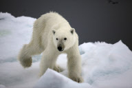Polar bear on Labador sea ice