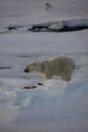 Polar bear on Labador sea ice
