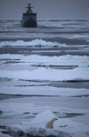 Polar bear on Labador sea ice