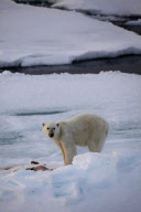 Polar bear on Labador sea ice
