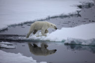 Polar bear on Labador sea ice