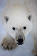 Polar bear on Labador sea ice