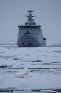Polar bear on Labador sea ice
