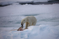 Polar bear on Labador sea ice