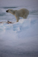 Polar bear on Labador sea ice