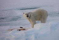 Polar bear on Labador sea ice