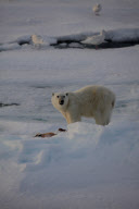 Polar bear on Labador sea ice