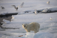 Polar bear on Labador sea ice