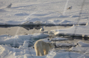 Polar bear on Labador sea ice