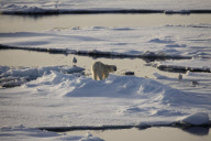 Polar bear on Labador sea ice