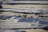 Polar bear on Labador sea ice