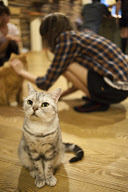 Osaka's Cat Cafe