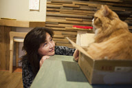 Osaka's Cat Cafe