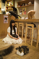 Osaka's Cat Cafe