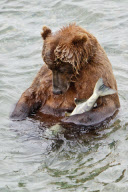 Alaskan Brown Bear sleeps holding fish at McNeil River Falls, Alaskan Peninsula, America - 04 Jul 2011