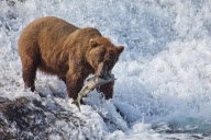 Alaskan Brown Bear sleeps holding fish at McNeil River Falls, Alaskan Peninsula, America - 04 Jul 2011