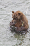 Alaskan Brown Bear sleeps holding fish at McNeil River Falls, Alaskan Peninsula, America - 04 Jul 2011