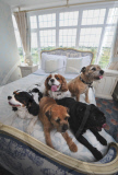 The pet friendly Riverside Hotel, Evesham, Worcestershire, Britain - 23 Jun 2011