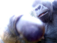 Ya Kwanza the silverback gorilla shoots own film, Jersey, Channel Islands - Jul 2011