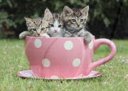 Kittens search for new homes at the Axhayes Cat Protection, Exeter, Devon, Britain - 14 Jul 2011
