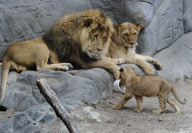 Löwenbabies im Gehege des Tierparks Hagenbeck in Hamburg