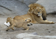 Löwenbabies im Gehege des Tierparks Hagenbeck in Hamburg