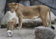 Löwenbabies im Gehege des Tierparks Hagenbeck in Hamburg