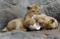 Löwenbabies im Gehege des Tierparks Hagenbeck in Hamburg