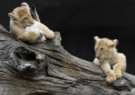 Löwenbabies im Gehege des Tierparks Hagenbeck in Hamburg