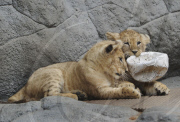 Löwenbabies im Gehege des Tierparks Hagenbeck in Hamburg